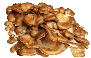 maitake medicinal mushrooms
